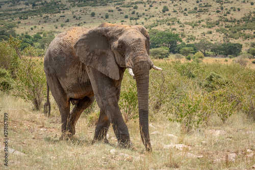 African elephant with dusty back crosses hillside