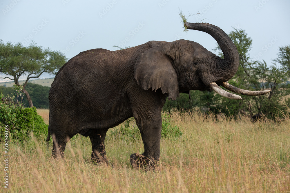 African elephant lifting trunk while eating grass African elephant lifting trunk while eating grass