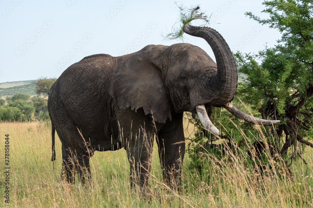 Obraz premium African elephant throws grass upwards with trunk