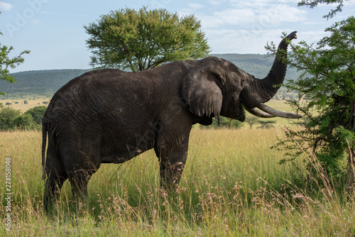 African elephant lifts trunk while browsing bush © Nick Dale