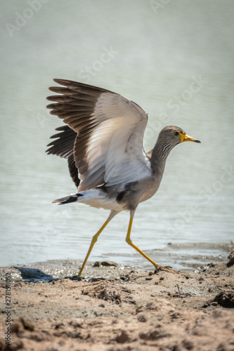 African wattled lapwing lands with wings raised