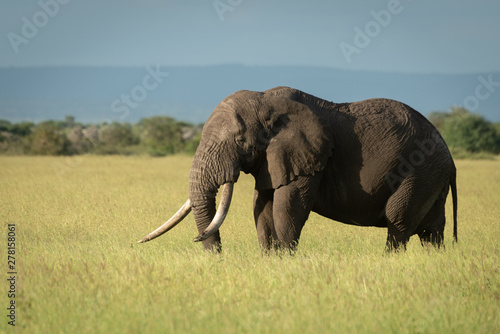 African bush elephant stands showing massive tusks