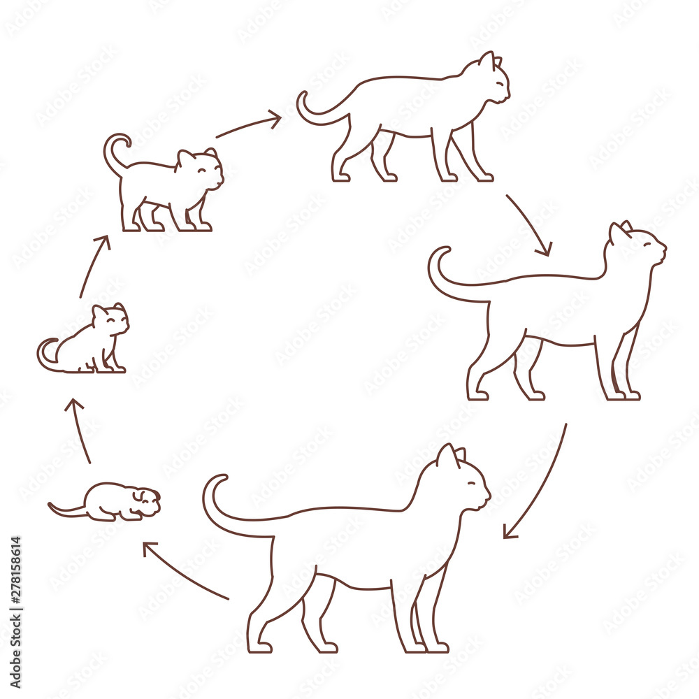 Round stages of cat growth set. From kitten to adult cat. Animal pets
