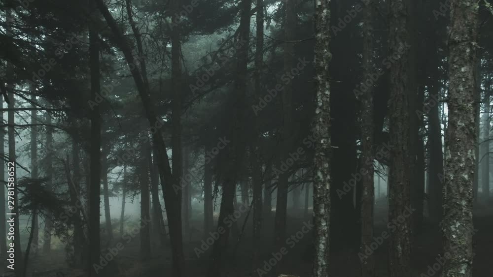 Pov Driving Passing By Forest Mountain fir Trees Surrounded In Mist And Fog