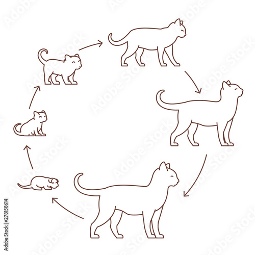 Round stages of cat growth set. From kitten to adult cat. Animal pets. Pussy grow up animation progression. Circle Pet life cycle. Outline contour line vector illustration.