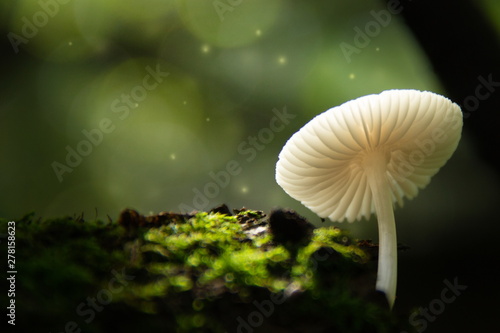 Small white mushroom in a dark green forest, close up with splashes