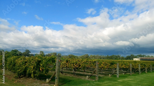 Harvest season of vineyard and winery with blue sky above in Perth  Australia.