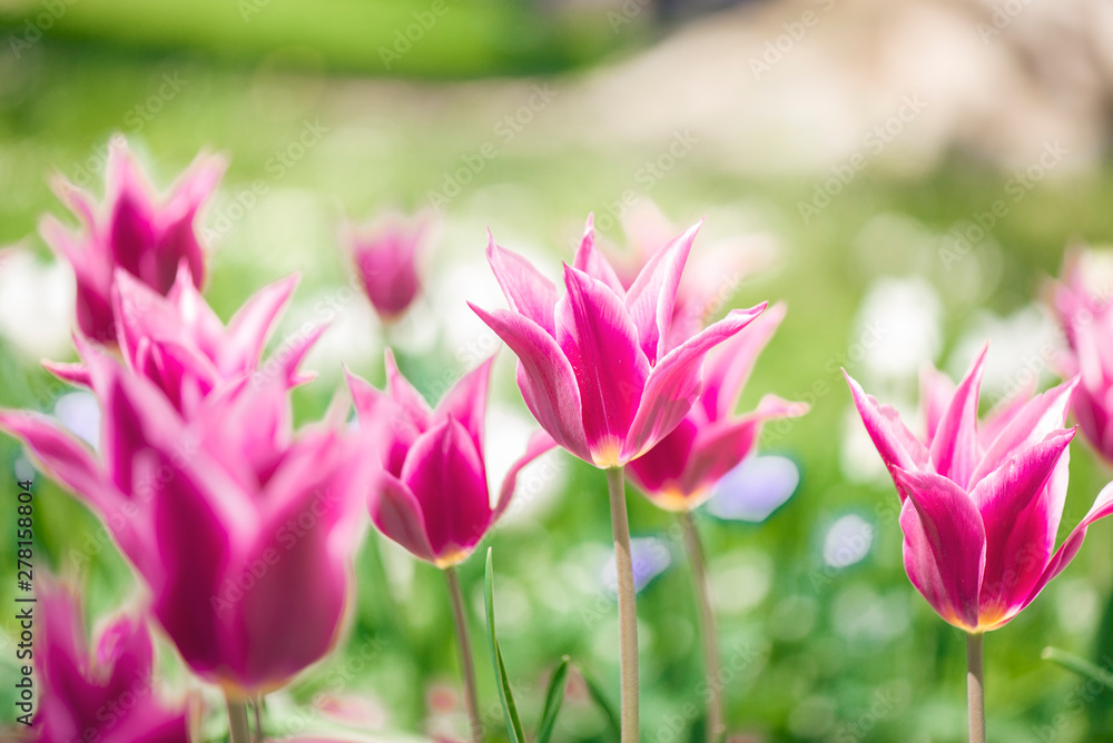 Pink tulips in a garden in spring. Exotic flowers Bilder