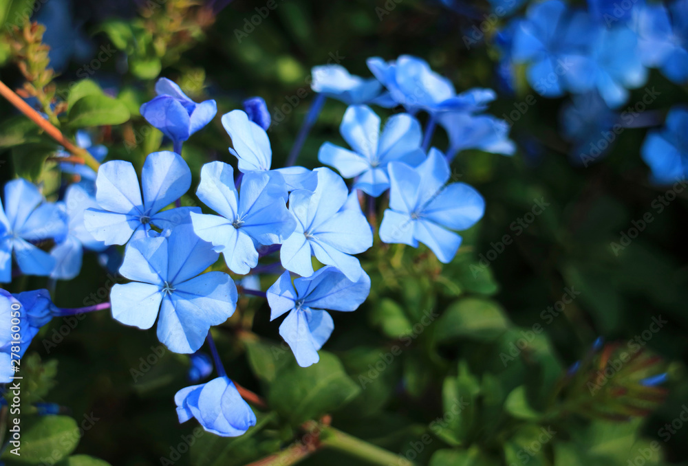 Bunch of Blue Plumbago Flowers Blooming in the Sunlight Bunch of Blue Plumbago Flowers Blooming in the Sunlight