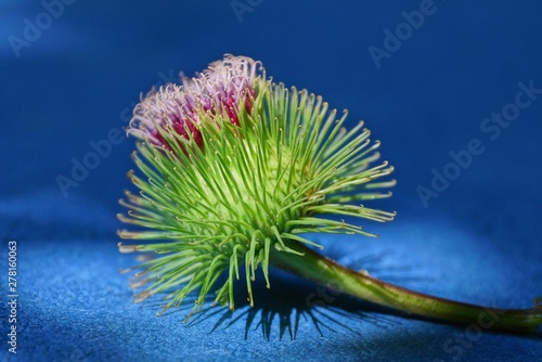 Fotografie, Tablou big spiny red green burdock bud lies on a blue table