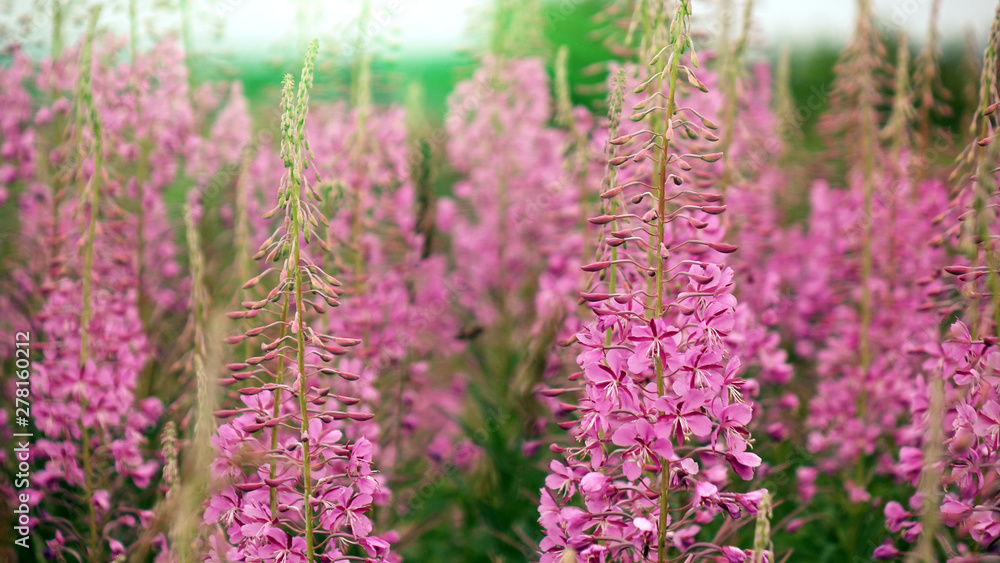Ivan-tea blooms in the field. a perennial plant is one of willowherb family Ivan-tea blooms in the field. a perennial plant is one of willowherb family