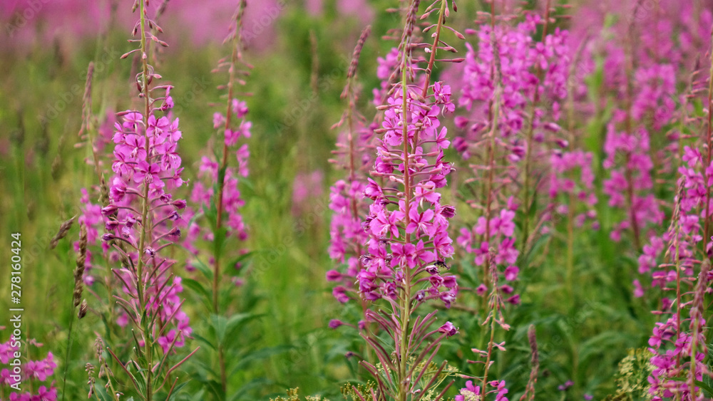 Ivan-tea blooms in the field. a perennial plant is one of willowherb family Ivan-tea blooms in the field. a perennial plant is one of willowherb family
