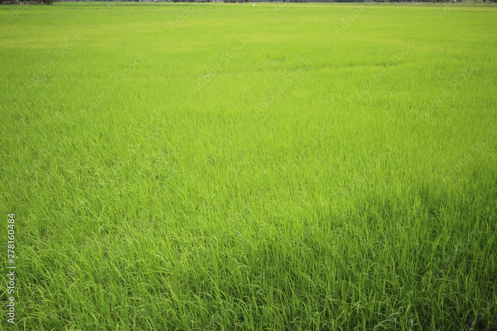 Obraz premium Green rice field texture background, copy space.