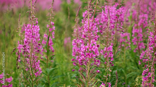 Ivan-tea blooms in the field. a perennial plant is one of willowherb family