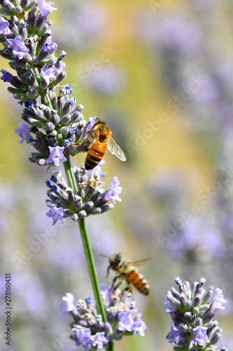 Le api raccolgono il nettare per farne il miele dai fiori profumati della lavanda
