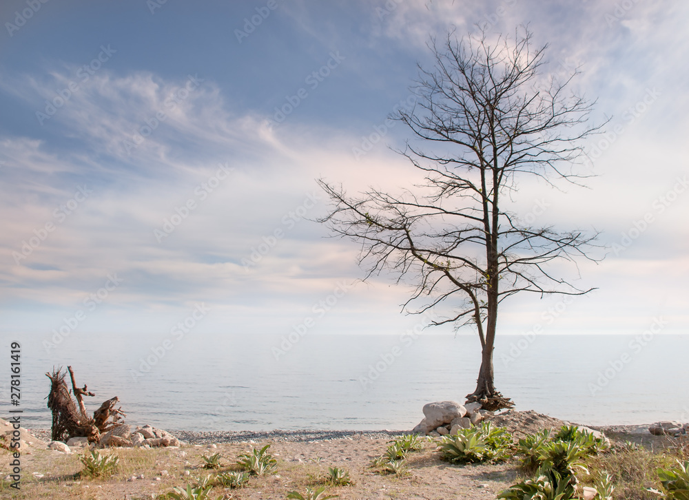 Lonely bare tree without leaves on the seashore with a effect sky landscape in the style of minimalism in Abhazia