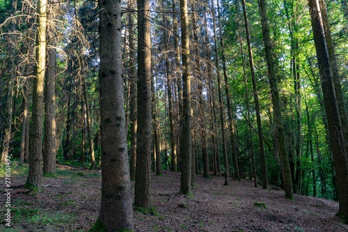 Sunset on the trees, forest Luxembourg