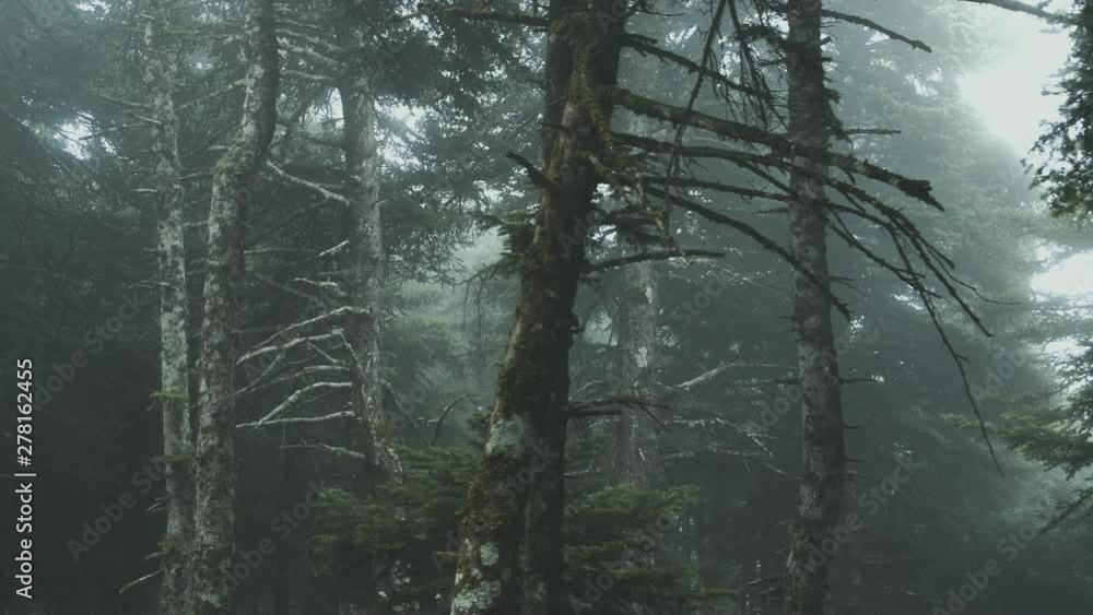 Pov Driving Passing By Forest Mountain fir Trees Surrounded In Mist And Fog Pov Driving Passing By Forest Mountain fir Trees Surrounded In Mist And Fog