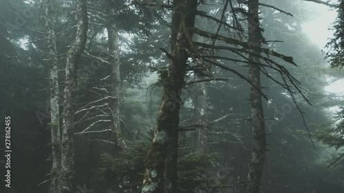 Pov Driving Passing By Forest Mountain fir Trees Surrounded In Mist And Fog