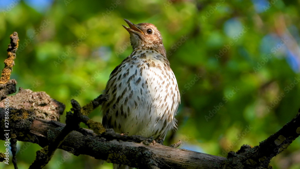 Sings song thrush on the background Sings song thrush on the background
