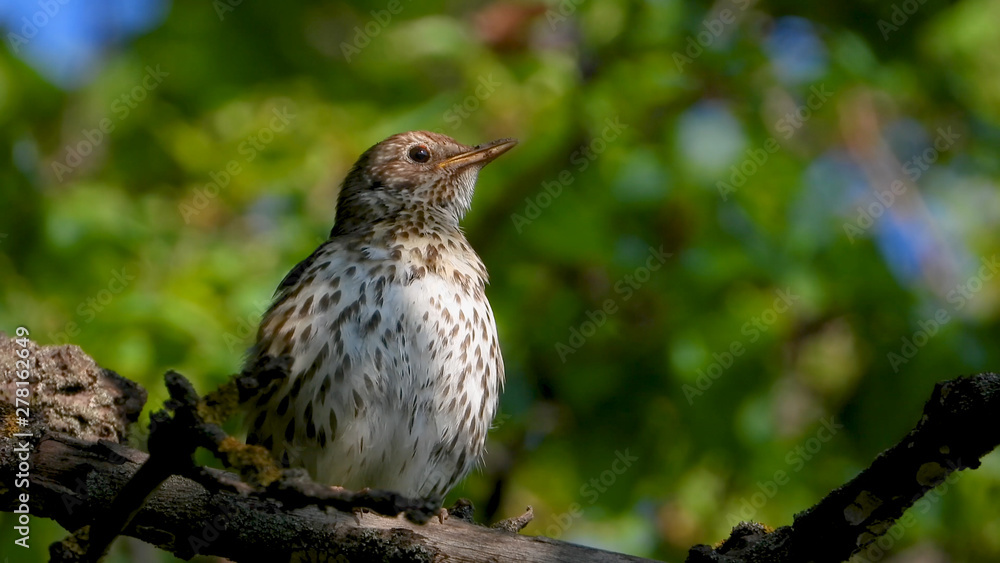 Sings song thrush on the background Sings song thrush on the background