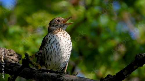 Sings song thrush on the background