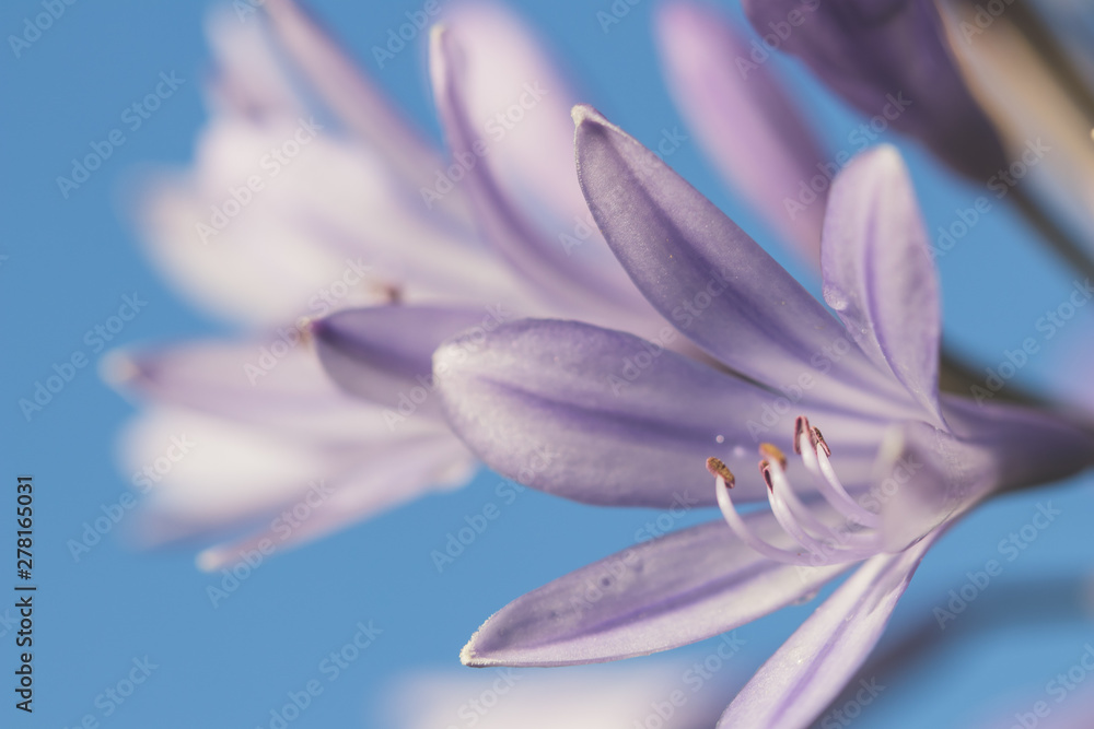 Fototapeta premium closeup of a flower