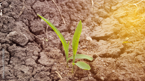 Maize plants are still young, around 10 days old.