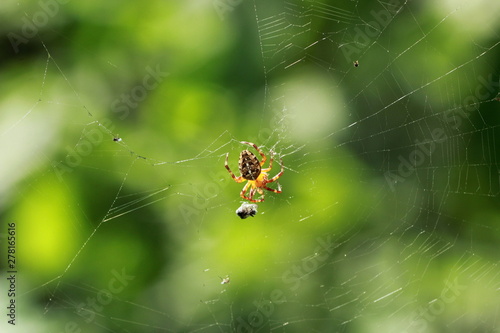 Araignée Epeire diadème © megara68