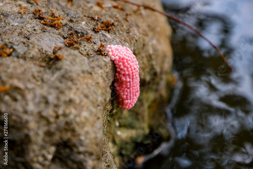 Egg of Golden Applesnail
