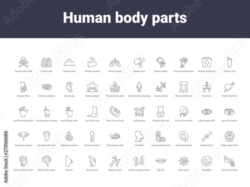 human body parts outline icons