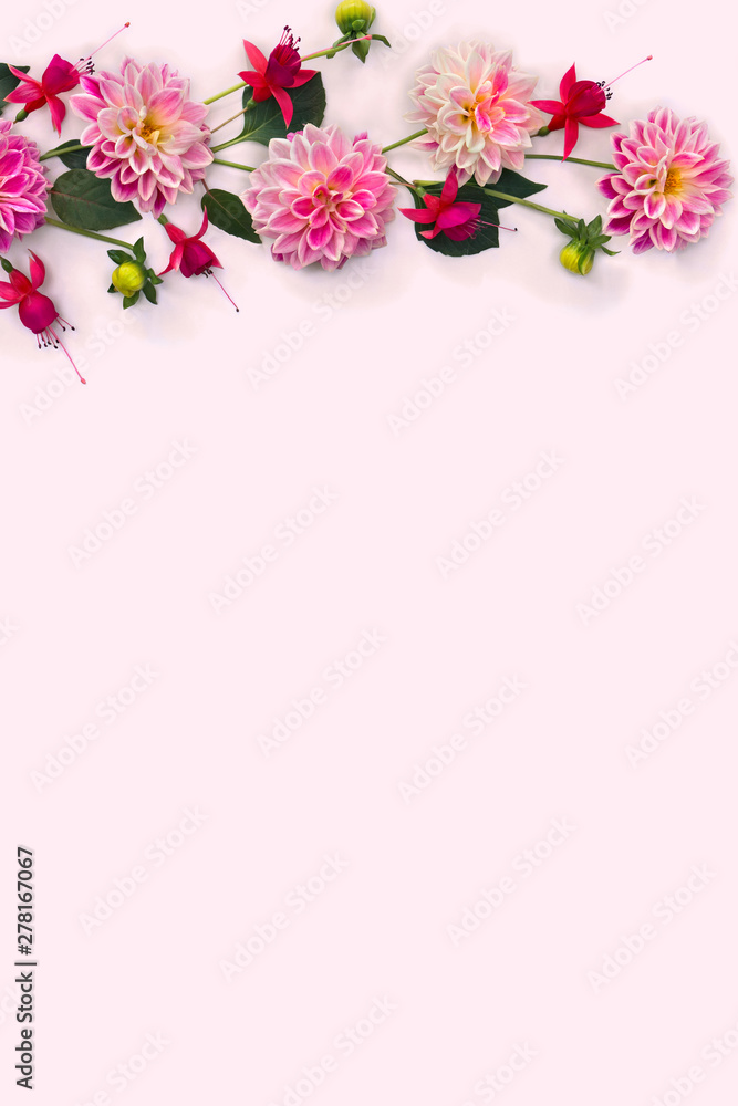 Dahlia flowers and fuchsia triphylla on a light pink background with space for text. Top view, flat lay