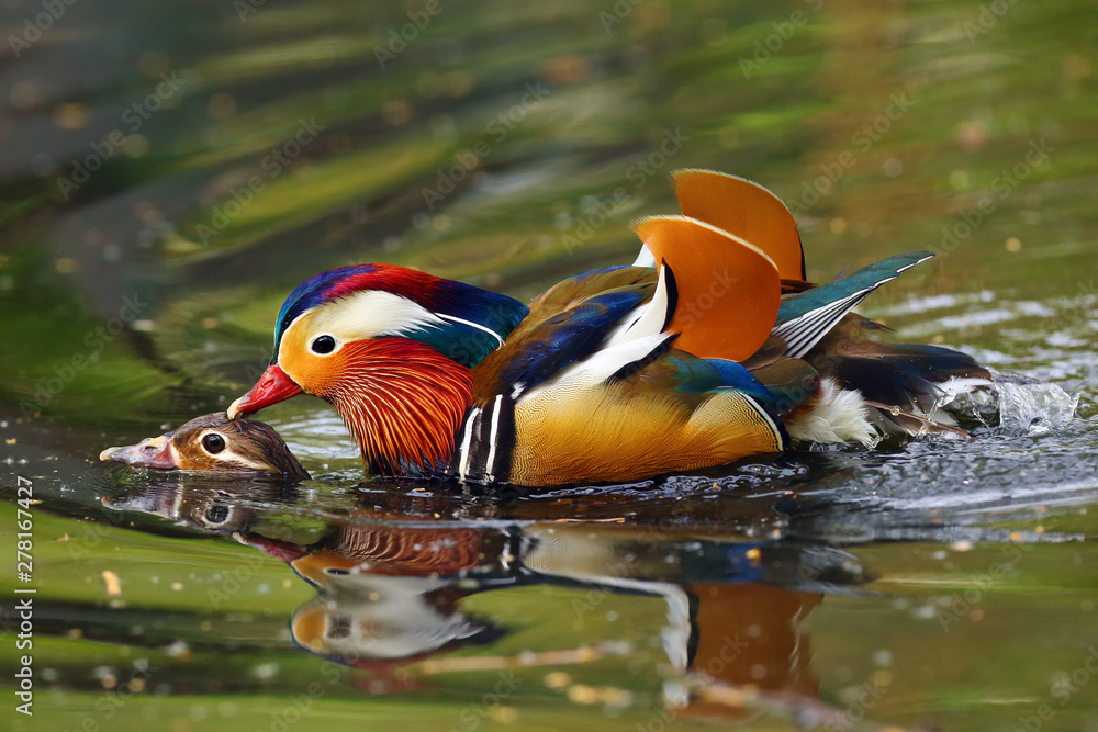 The mandarin duck (Aix galericulata) mating time of mandarin ducks. Pair of ducks during courtship.
