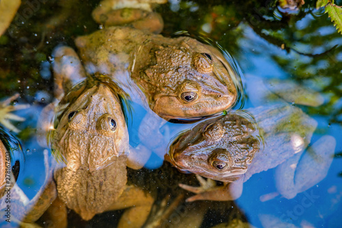 a golden large east asian bullfrog, taiwanese frog, Chinese frog 