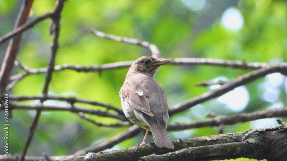 Sings song thrush on the background of the forest. live sound. Sings song thrush on the background of the forest. live sound.