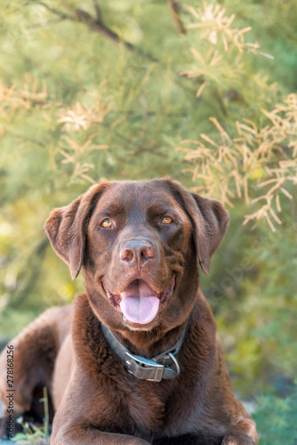 Portrait of a beautiful brown labrador dog sitting in the shade