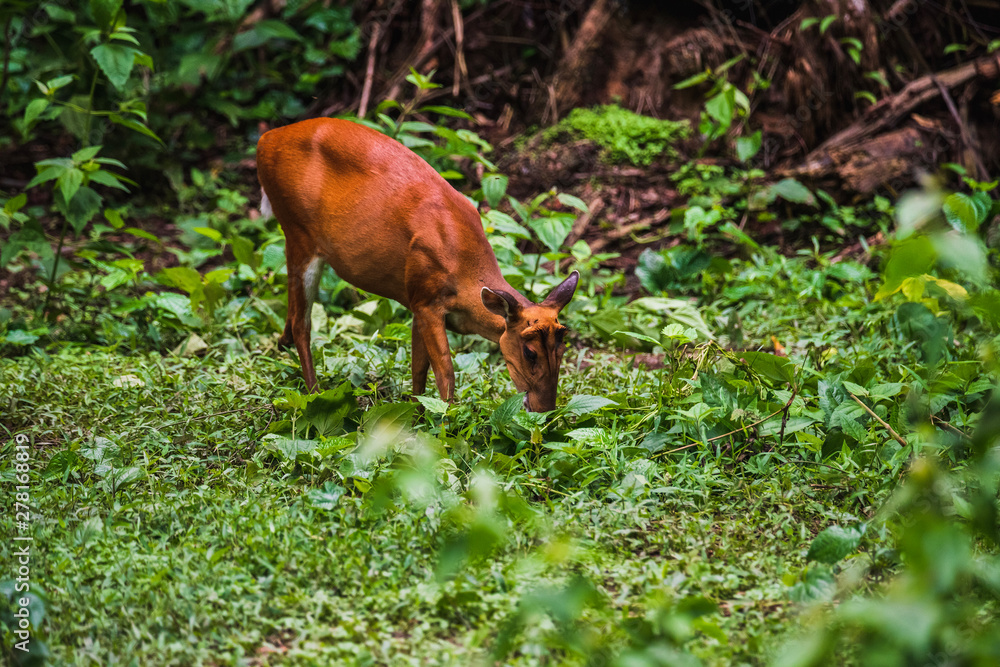 Muntiacus muntjak or fea's barking deer or so called fea's muntjac Muntiacus muntjak or fea's barking deer or so called fea's muntjac