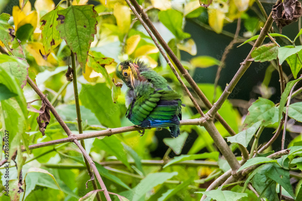 Fototapeta premium Long-tailed Broadbill sticking on branches