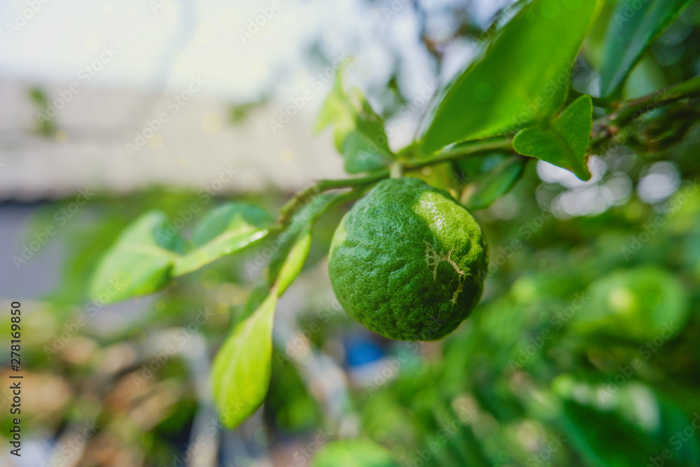 fresh green rough bergamot fruits on tree fresh green rough bergamot fruits on tree