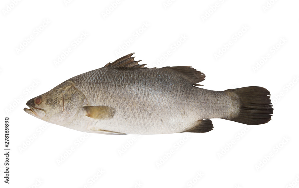 Fototapeta premium Raw barramundi fish isolated on white background