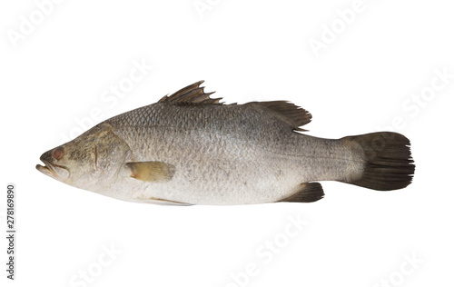 Raw barramundi fish isolated on white background
