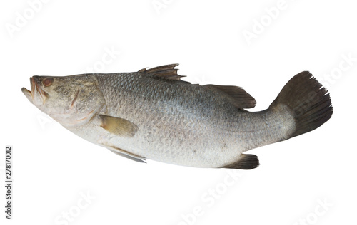 Fresh barramundi fish isolated on white background