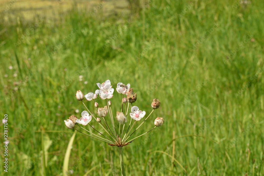red, white and green flowers
