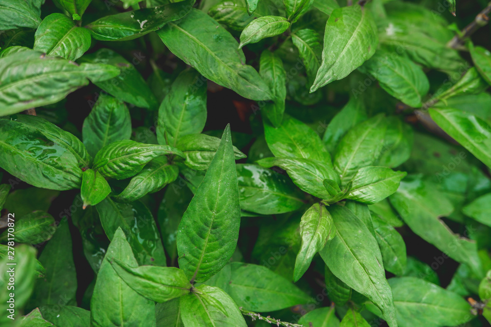 Persicaria odorata. Vietnamese Coriander. Field of vegetables Vietnamese Min. Polygonum odoratum Lour Persicaria odorata. Vietnamese Coriander. Field of vegetables Vietnamese Min. Polygonum odoratum Lour