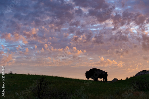 Bison Silhouette at Sunrise in Roosevelt National Park  