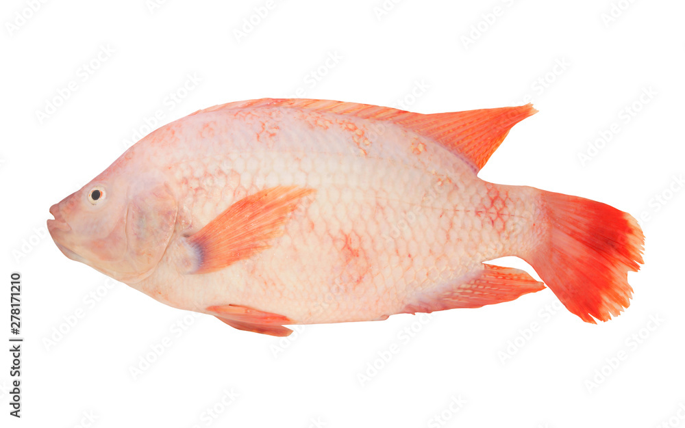 Obraz premium Red tilapia fish isolated on white background