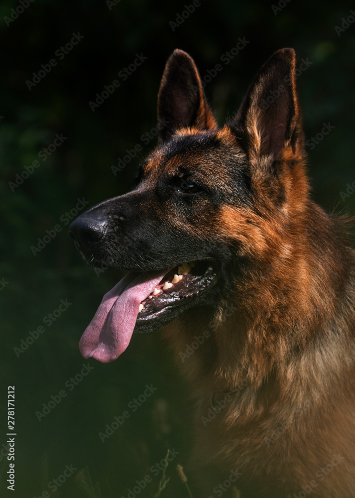 portrait of a german shepherd dog on the grass portrait of a german shepherd dog on the grass