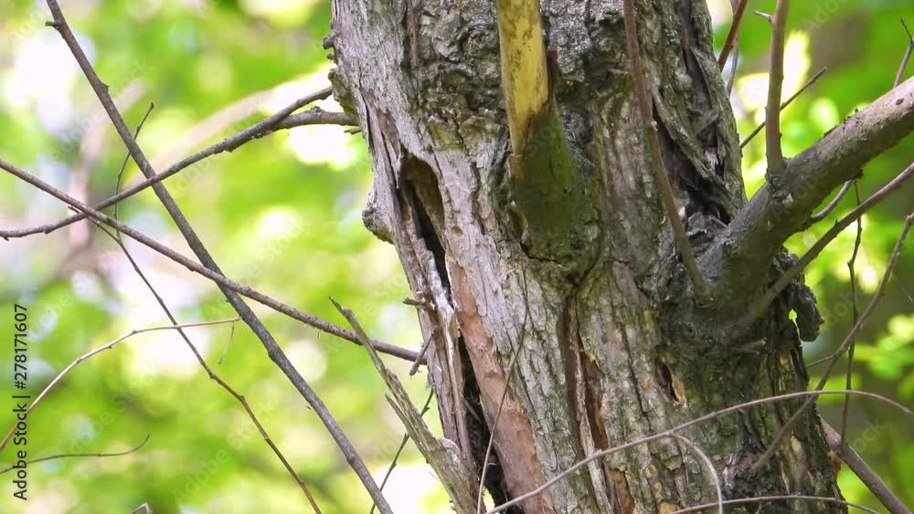 starling feeds chicks in a hollow tree starling feeds chicks in a hollow tree