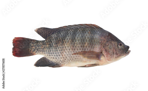 Tilapia fish isolated on white background photo