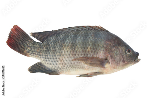 Tilapia fish isolated on white background